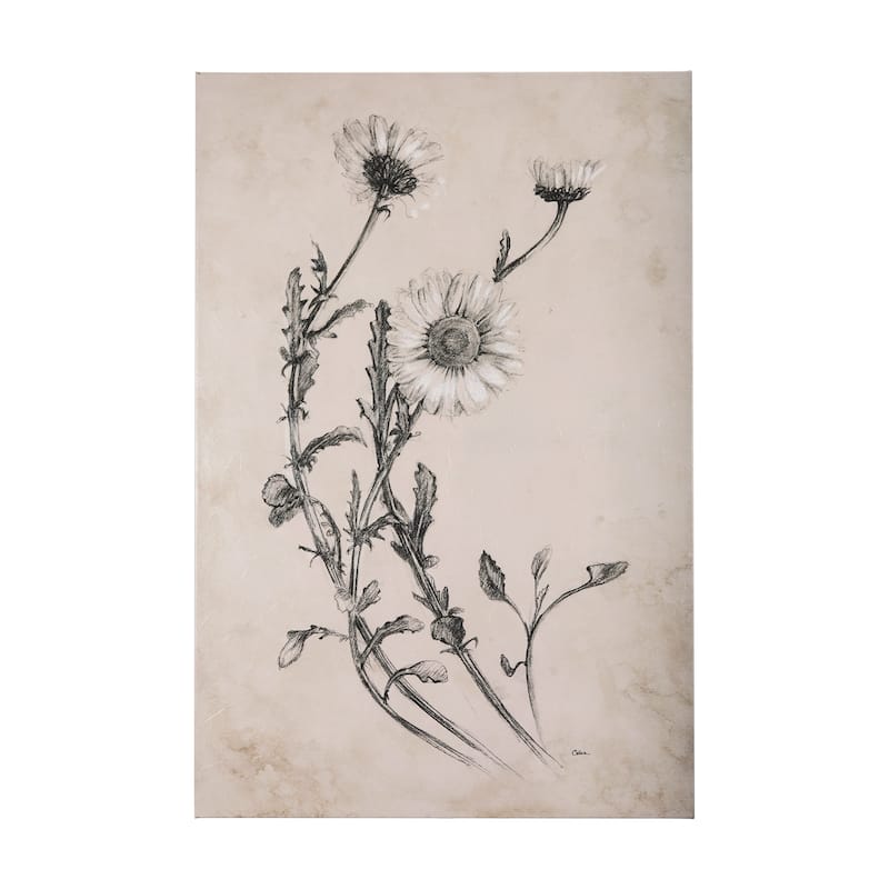 Chamomile Drawing I (30 x 45) Canvas Art Print - Small
