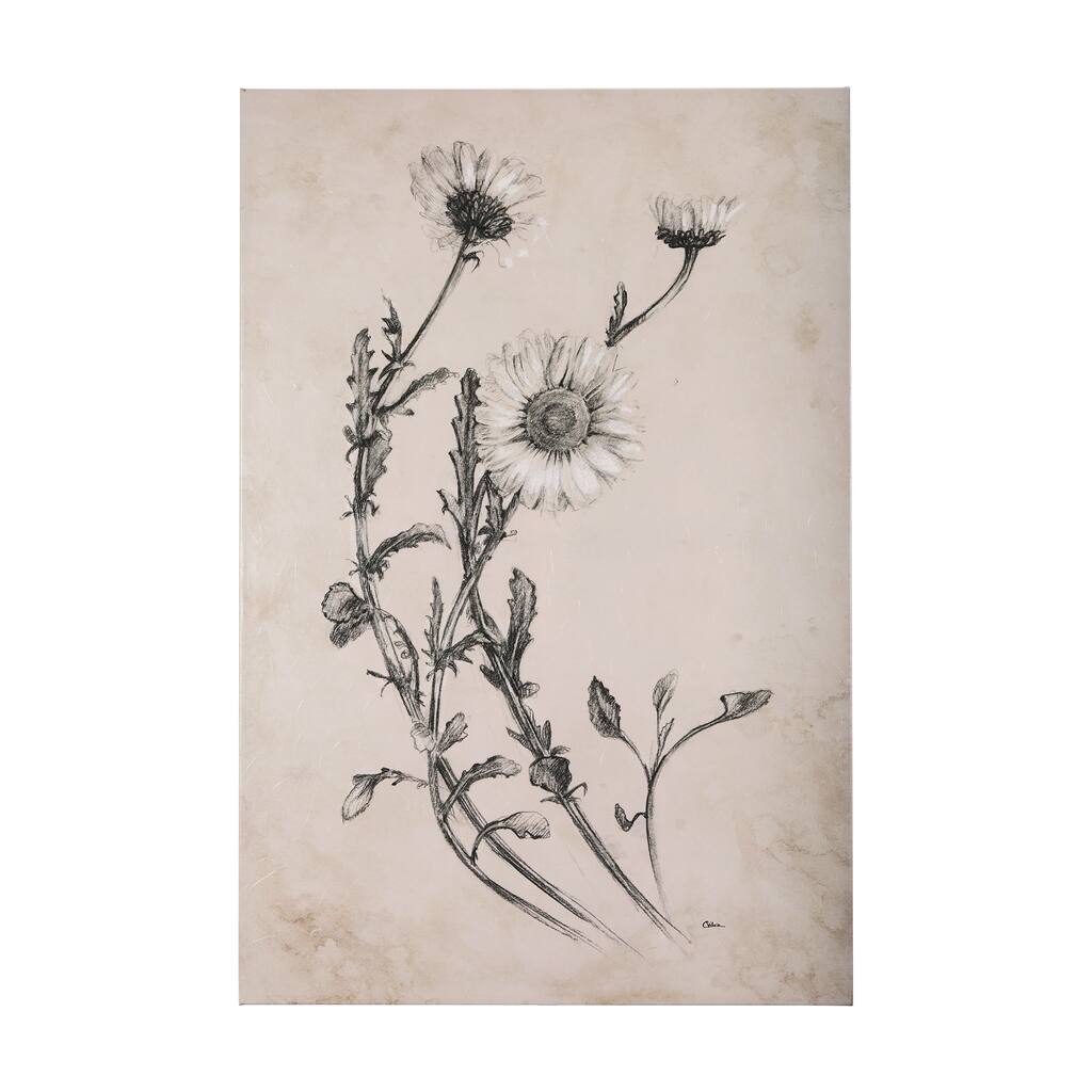 Chamomile Drawing I (30 x 45) Canvas Art Print