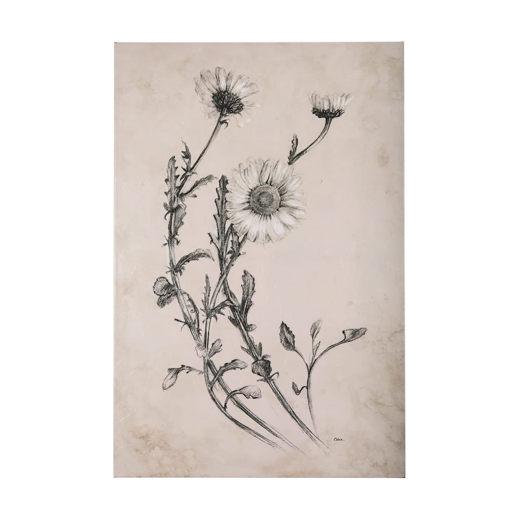 Chamomile Drawing I (40 x 60) Canvas Art Print