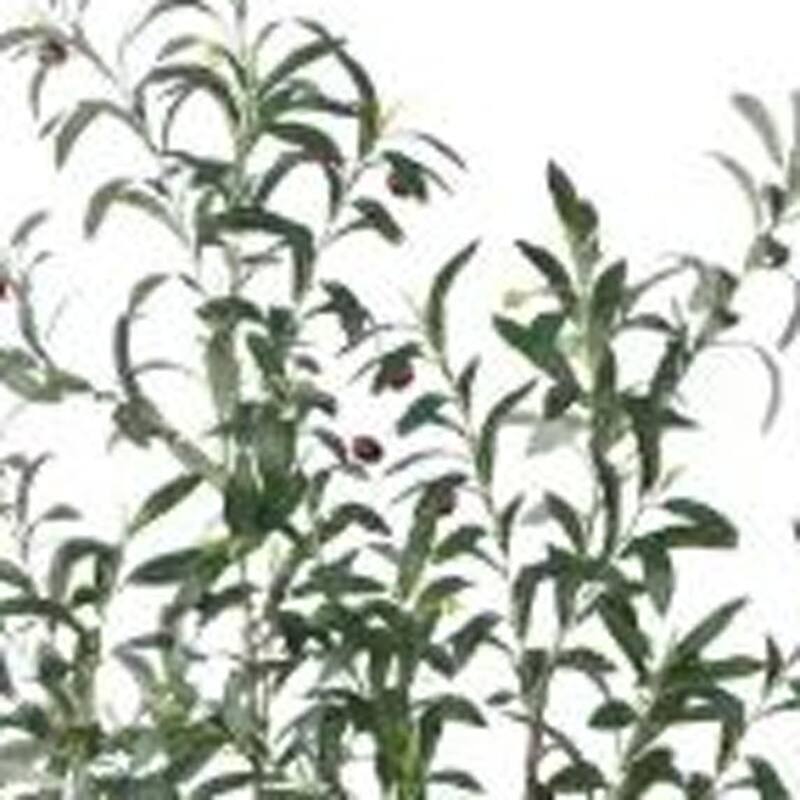 HomeRoots 83" Green Artificial Olive Tree in a White Pot - 7.48 in. x 82.68 in. x 8.27 in.