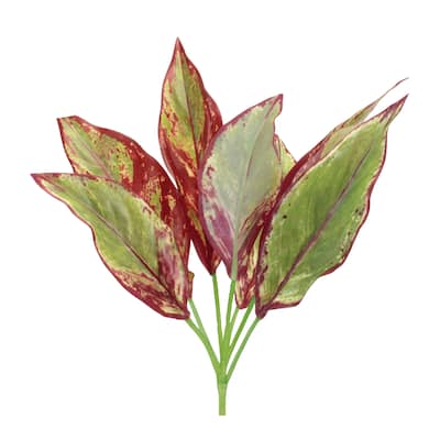 Variegated Foliage Plant (Set of 6) - Green, Purple