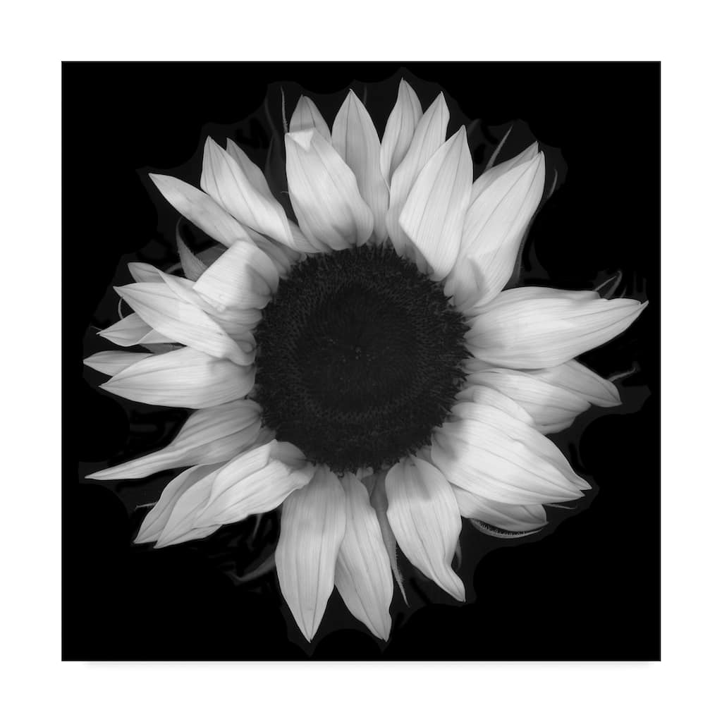 Susan S. Barmon 'Sunflower 1 Black And White' Canvas Art