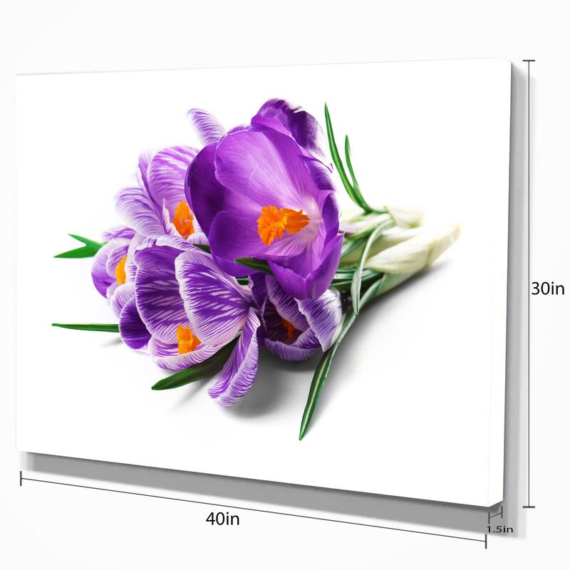 Bunch of Blooming Crocus Flowers - Large Floral Wall Art Canvas - Purple