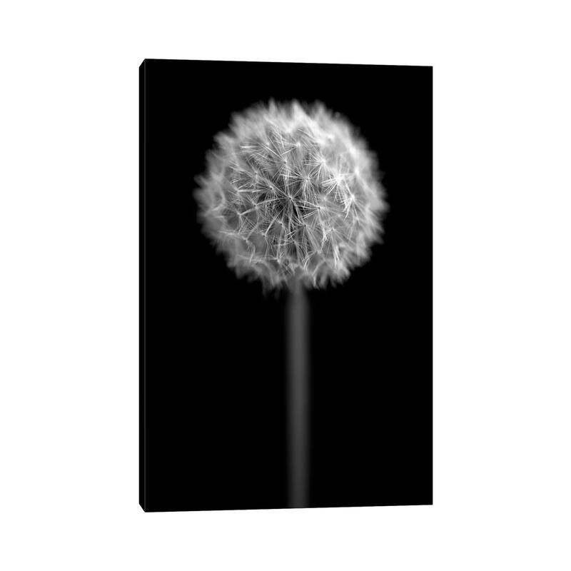 iCanvas "B&W Dandelion On Black Portrait" by Tom Quartermaine Canvas Print