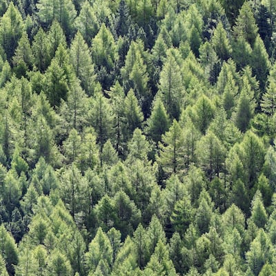 Galerie Wallcoverings Woods and Wicker Collection Green Pine Forest Matte Finish Vinyl on Non-woven Wallpaper Roll