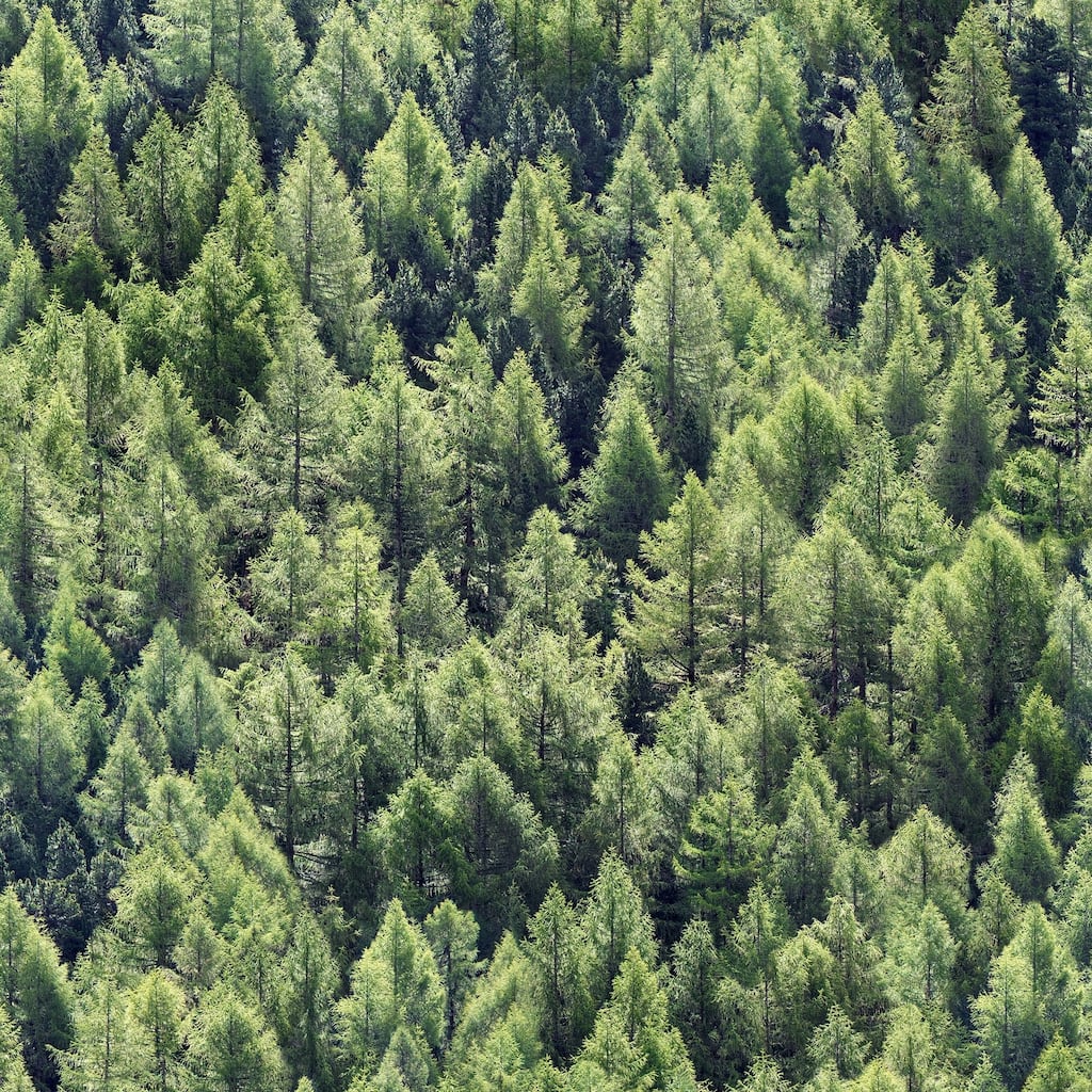 Galerie Wallcoverings Woods and Wicker Collection Green Pine Forest Matte Finish Vinyl on Non-woven Wallpaper Roll