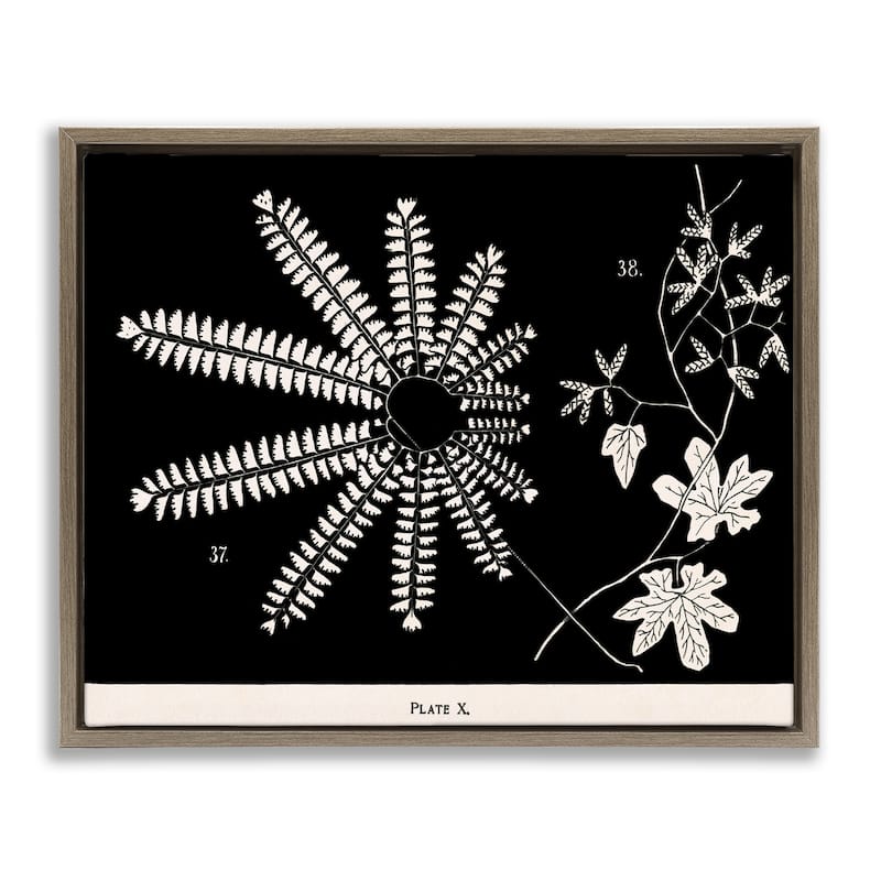 Stupell Ferns & Leaves on Black Framed Floater Canvas Wall Art Design By Phillipa Katz - 21 x 17 - Brown