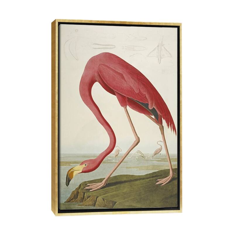 iCanvas "American Flamingo" by John James Audubon Framed Canvas Print - Gold - 48x32