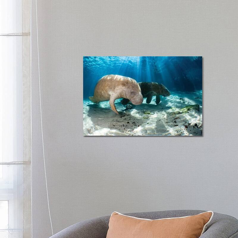 iCanvas "Florida Manatees In Crystal River, Florida" by David Fleetham Canvas Print - 18x26x1.5