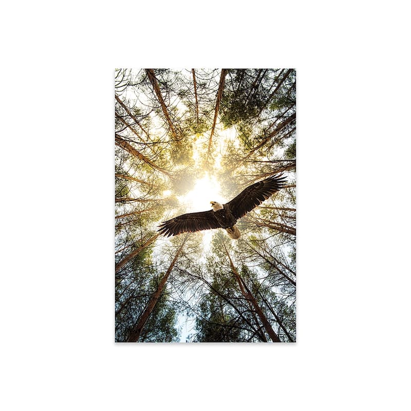 Master Of Heaven Bold Eagle Print On Acrylic Glass by Nik Rave
