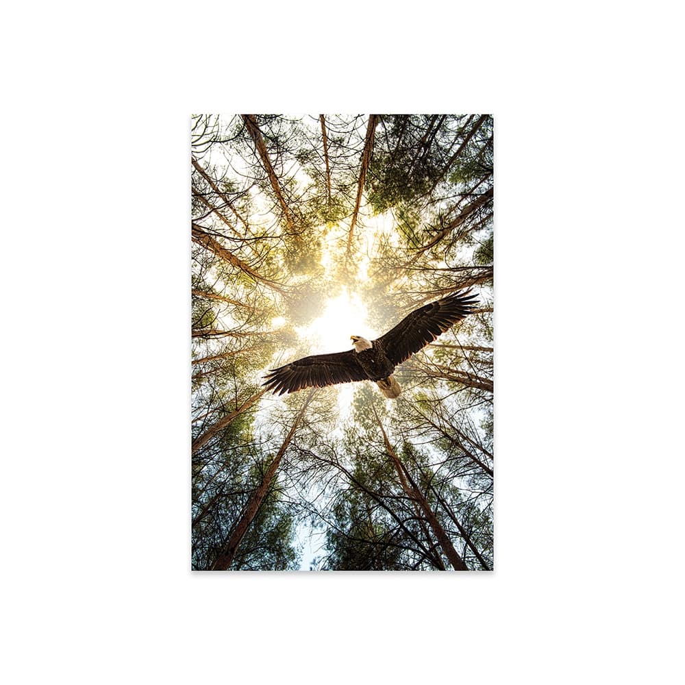 Master Of Heaven Bold Eagle Print On Acrylic Glass by Nik Rave