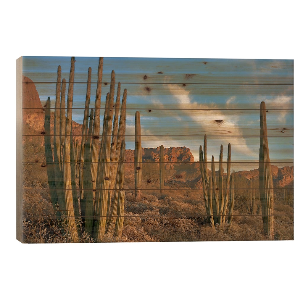 Senita Cactus, Ajo Mountains, Organ Pipe Cactus Nm, Arizona Print On Wood by Tim Fitzharris - Multi-Color