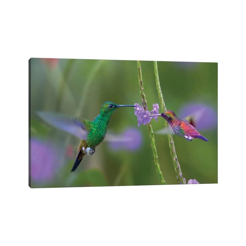 iCanvas "Copper-Rumped Hummingbird And Green-Throated Mango Feeding, Trinidad" by Tim Fitzharris Canvas Print