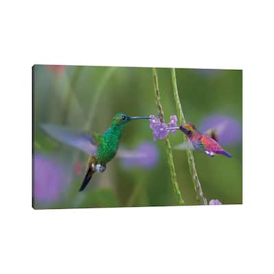 iCanvas "Copper-Rumped Hummingbird And Green-Throated Mango Feeding, Trinidad" by Tim Fitzharris Canvas Print
