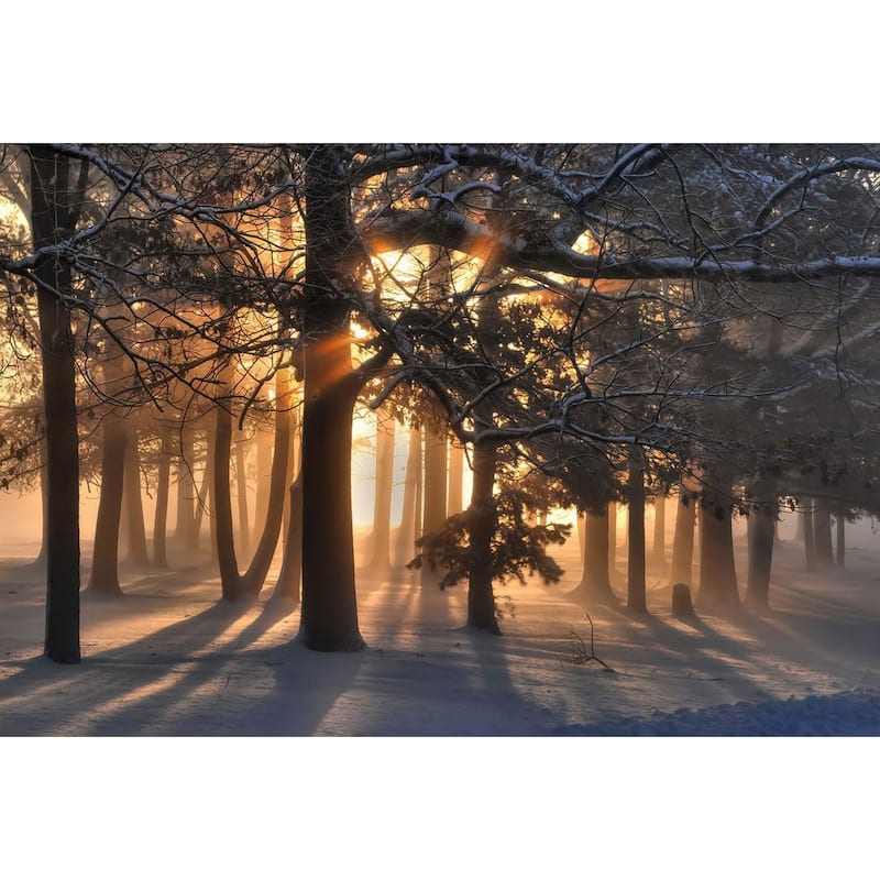 Sunrise in a Snowy Forrest Photography by Wayne Collamore Art Poster - Print On Demand - 24 x 36 Inch