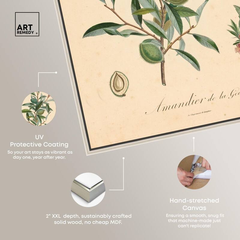 Almond of Georgia I Canvas by Art Remedy
