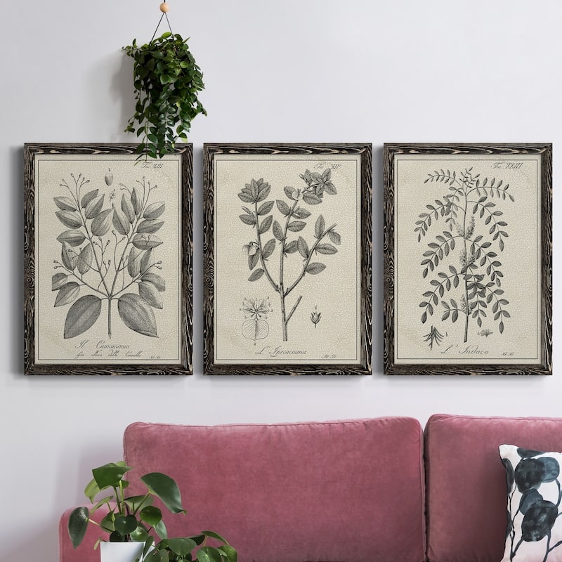 Antique Black & White Botanical VII-Premium Framed Canvas - Ready to Hang - Multi-Color