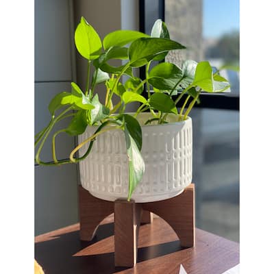 Mid-Century 7" Roman Ceramic Pot on Wood Stand