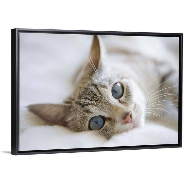 Shop Pretty White Cat With Blue Eyes Laying On Couch Black