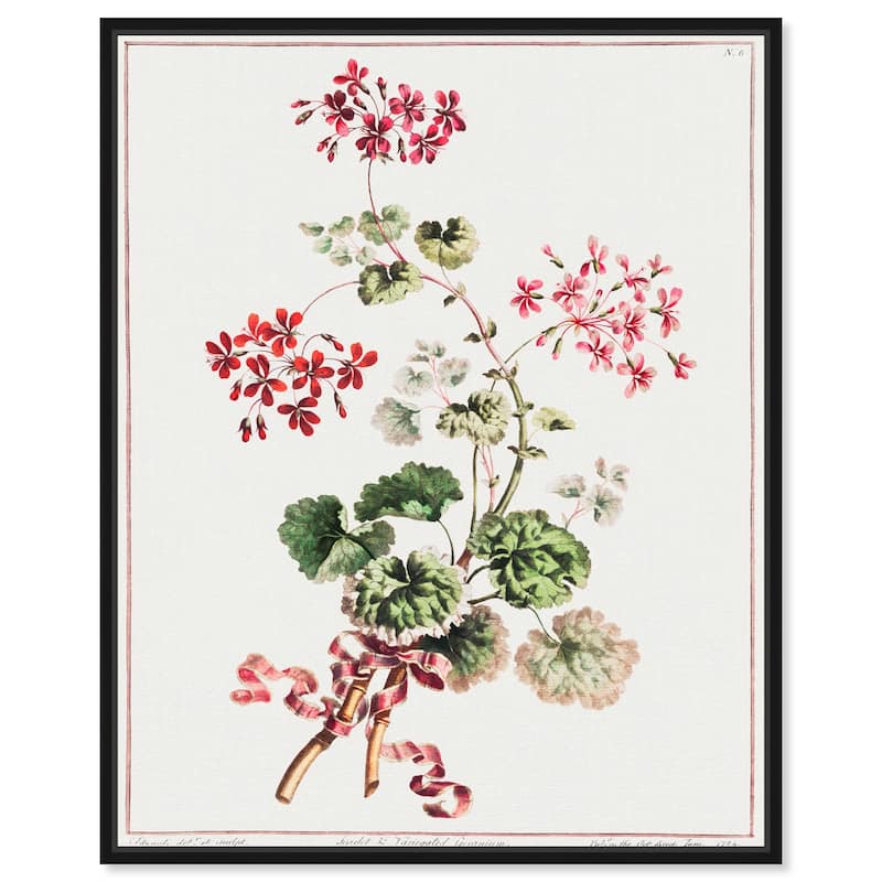 Carlet Variegated Geranium 1801 Canvas by Art Remedy - 30" x 36" - Black