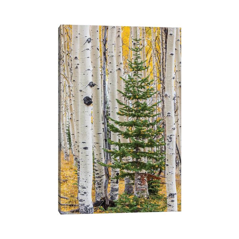 iCanvas "Quaking Aspen and fir tree in fall, Grand Staircase-Escalante National Monument, Utah" by Jeff Foott Canvas Print