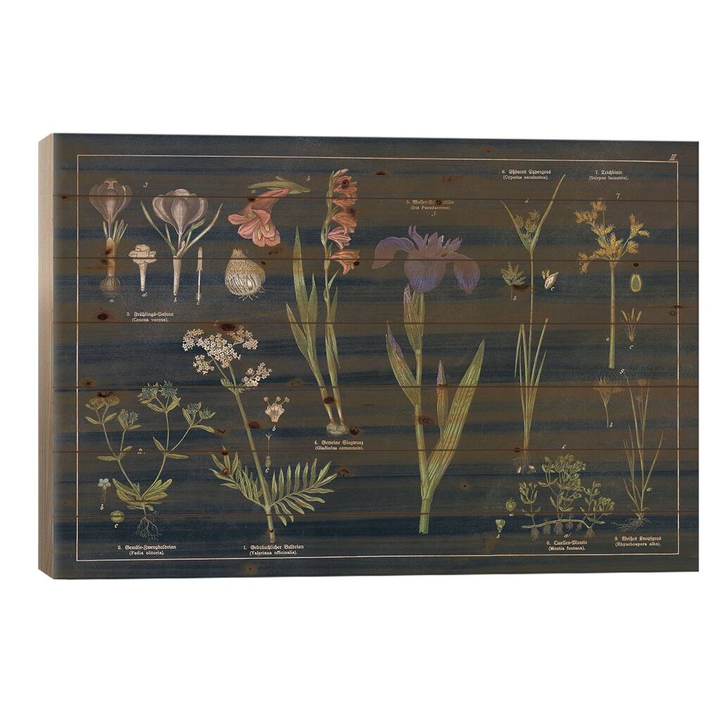 Botanical Floral Chart II Dark Blue Print On Wood by Wild Apple Portfolio - Multi-Color