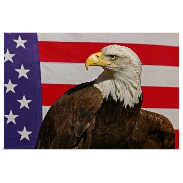 "Bald eagle and American Flag" Poster Print