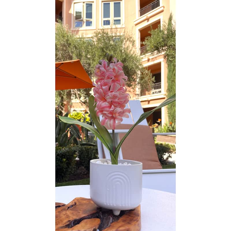 14.75"H Hyacinth in 4.75" Footed 4.75*4.75*4.25