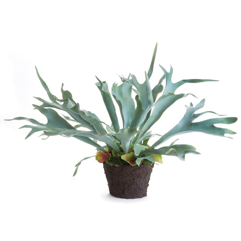 Staghorn Fern Drop-In 21" - Green