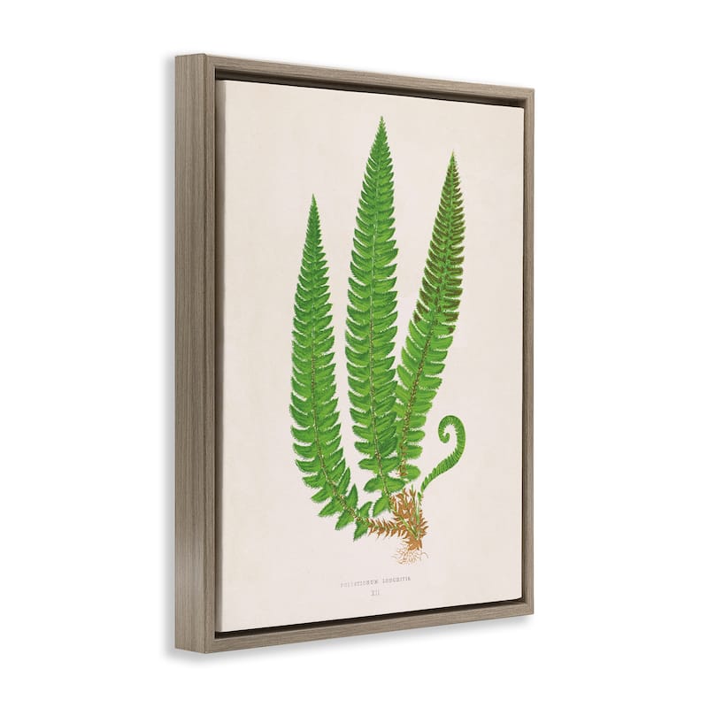 Stupell Natural Fern Branch Trio Framed Floater Canvas Wall Art Design By Phillipa Katz