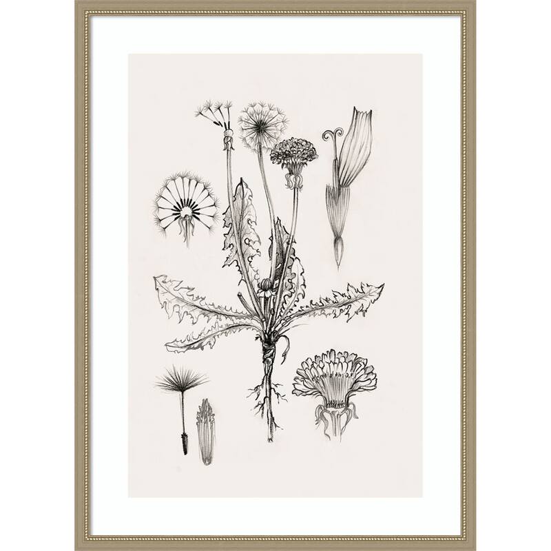 Botanical Study of Dandelion Forms by Eli Jones Wood Framed Wall Art Print