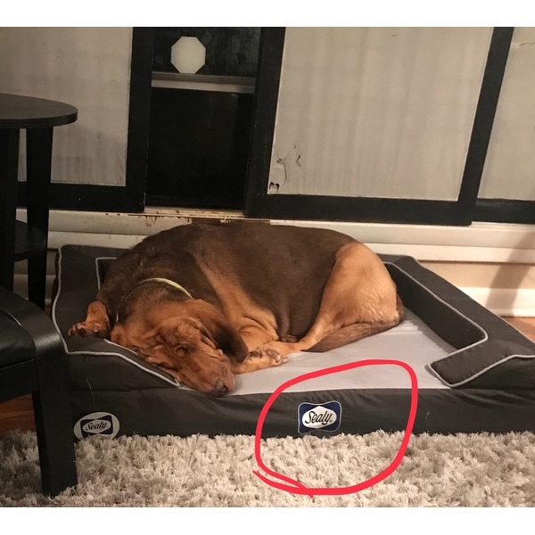 sealy lux dog bed