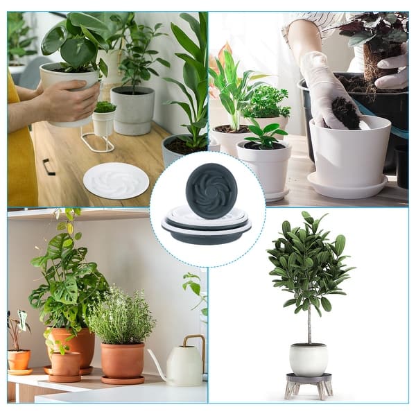 where to buy money tree Money Tree for Sale - Easy to Maintain House Plant - 1 Gallon main image 0