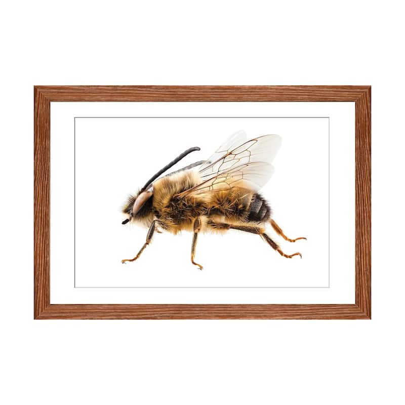 iCanvas "Bee Species Eucera Longicornis Common Name Solitary Miner Bee" by Paul Rommer - Walnut - 16x24x1