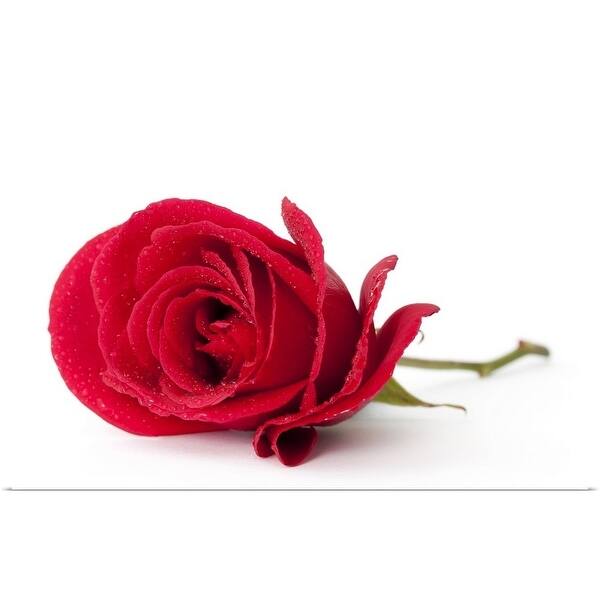 Shop A Beautiful Single Red Rose Isolated On White Poster Print Overstock 16463462