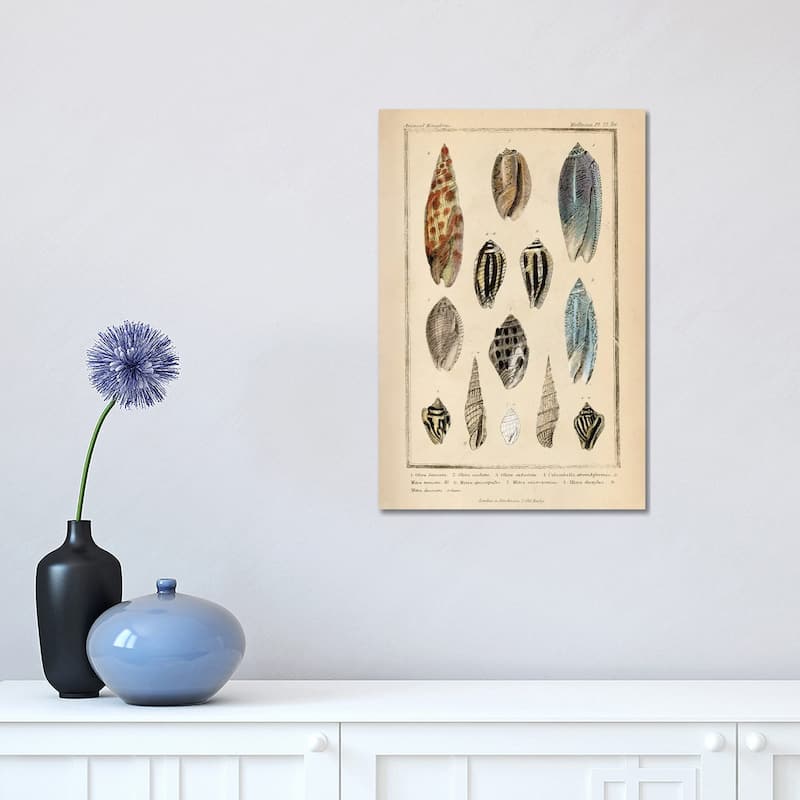 iCanvas "Mollusks I" by Piddix Canvas Print - 18x12x1.5