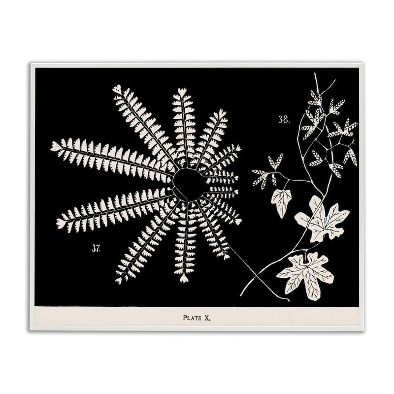 Stupell Ferns & Leaves on Black Framed Giclee Art Design By Phillipa Katz - 20 x 16 - White