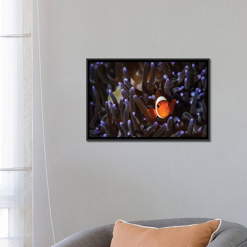 iCanvas "A Clownfish In An Anemone, North Sulawesi, Indonesia" by Brook Peterson Framed