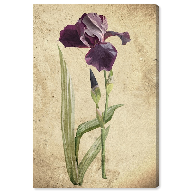 Wynwood Studio Canvas Floral and Botanical Violet Wine Botanical II Purple and Tan Rustic Wall Art Canvas Print - Purple, Brown