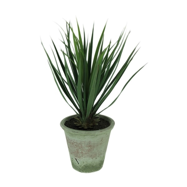 Yucca Plant in Clay Pot 26.5 Inch Tall - 26.5 X 8.5 X 8.5 inches