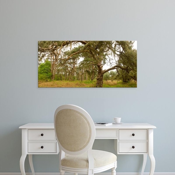 Easy Art Prints Panoramic Images's 'Scots Pines trees, East Wretham Heath, Breckland, Norfolk, England' Canvas Art