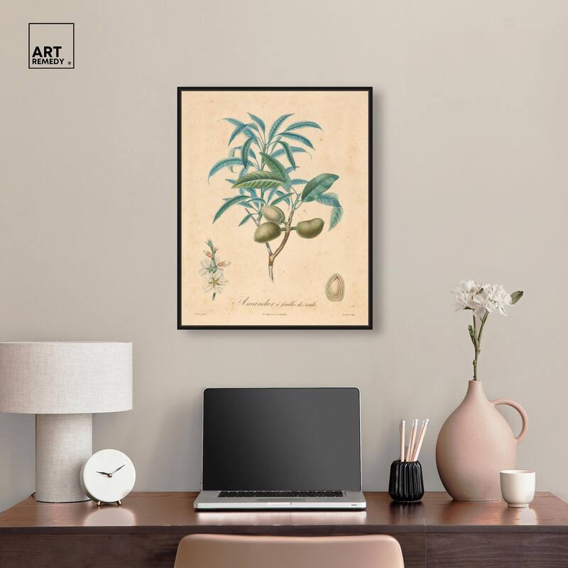 Almond of Georgia II Canvas by Art Remedy