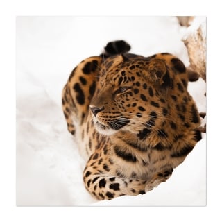 Photography Animals Cat Forest Jaguar Leopard Nature Art Print/Poster ...