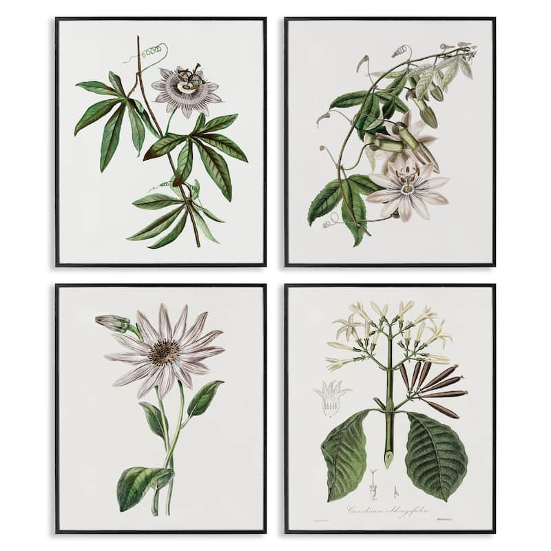 Stupell Various Vintage Botanicals Framed Giclee Art Design By CAD Design (Set of 4) - 16 x 20 - Black