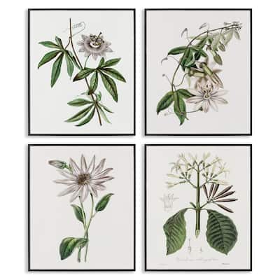 Stupell Various Vintage Botanicals Framed Giclee Art Design By CAD Design (Set of 4)
