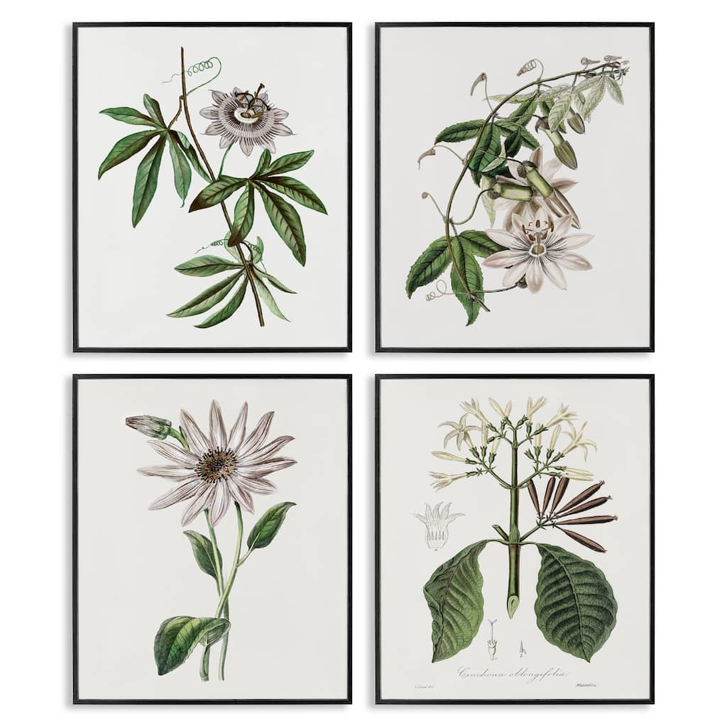 Stupell Various Vintage Botanicals Framed Giclee Art Design By CAD Design (Set of 4)