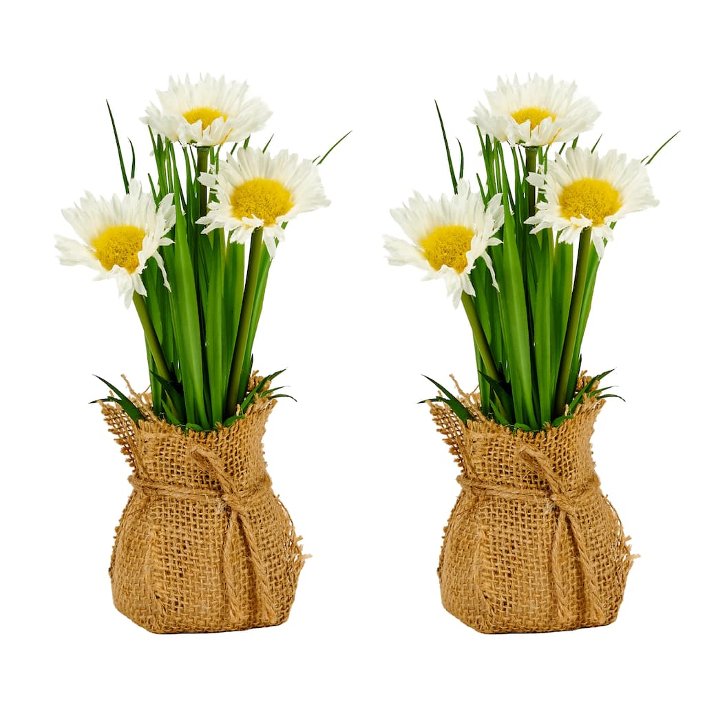 8" Daisy in Burlap Sack, Set of 2 - Green - 8