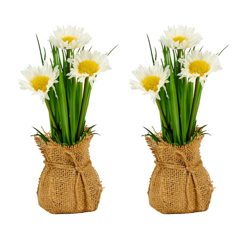 8" Daisy in Burlap Sack, Set of 2 - Green - 8