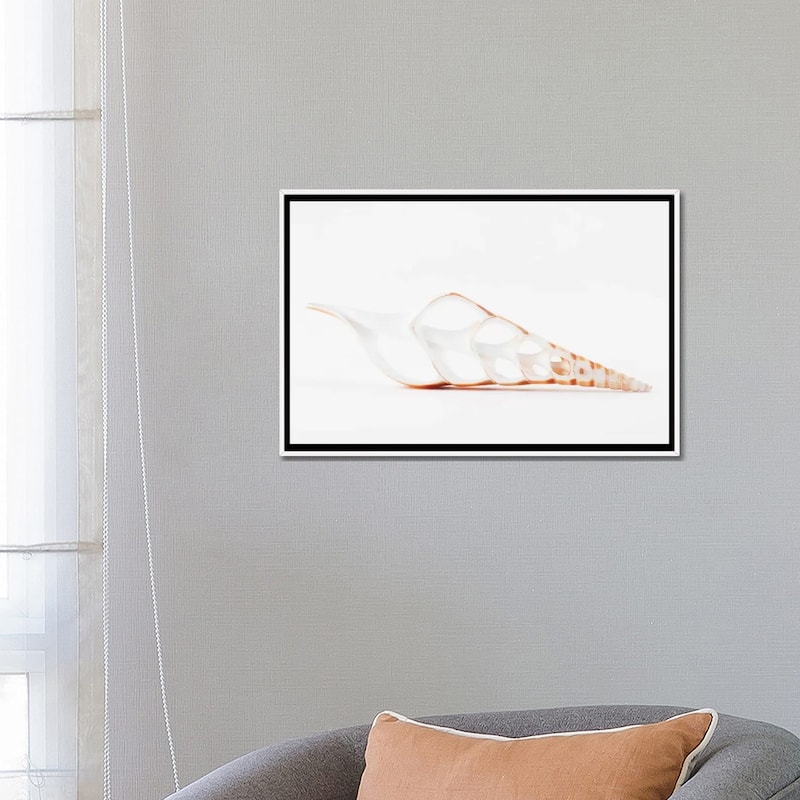 iCanvas "Beautiful Cut Tibia Shell II" by Philippe Hugonnard Framed