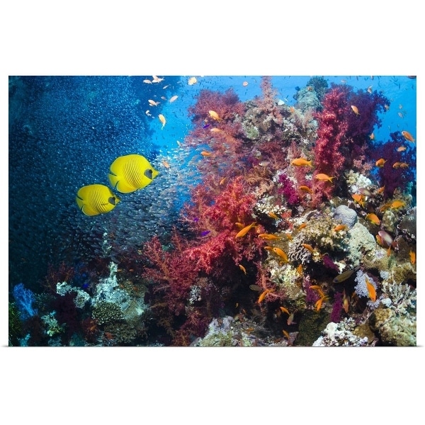 "Coral reef with butterflyfish" Poster Print
